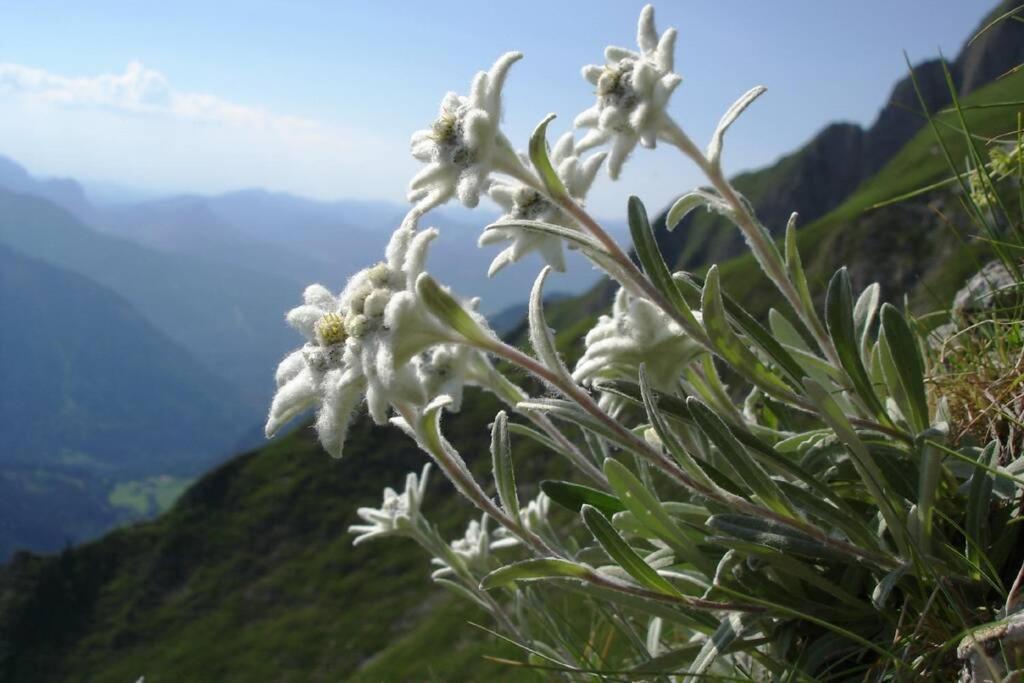 Gite Au Printemps Japonais, Petit Train De La Mure, Parc Des Ecrins Pierre-Chatel Экстерьер фото